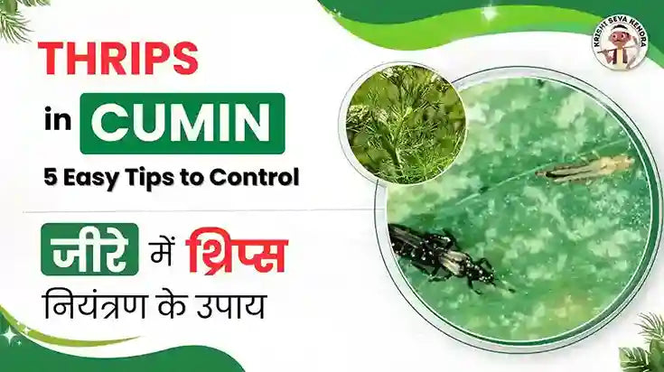 Thrips in Jeera/Cumin? 10 Best Tips to Keep Your Cumin Safe