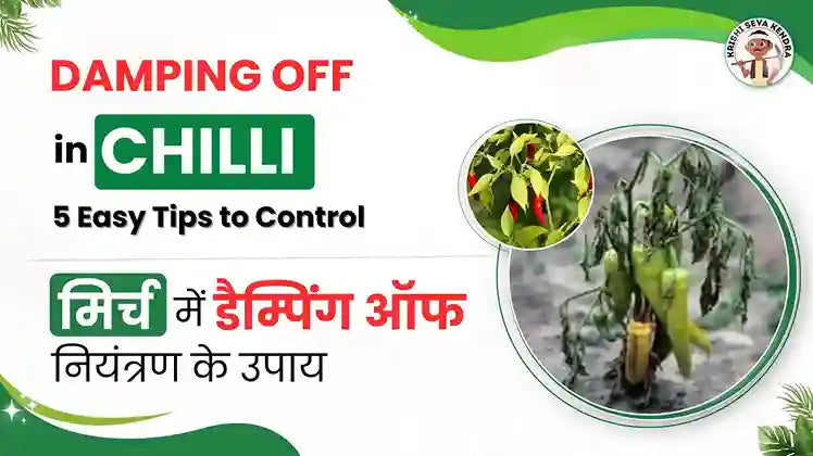 10-Step Guide for Damping-Off Disease in Brinjal & Symptoms