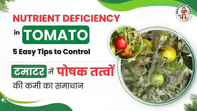 Nutrient Deficiency in Tomato Plants? Get Top 5 Solutions.