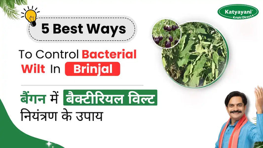 Measures to Control Bacterial Wilt in Brinjal