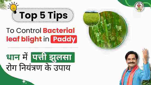 Bacterial leaf blight in Paddy Crop