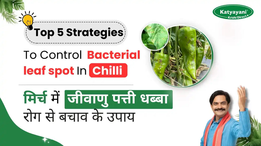 Measures to Control Bacterial leaf spot in Chilli Crop