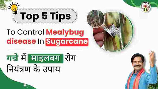 Battle Against Sugarcane Mealybug: Comprehensive Management Strategies For Farmers