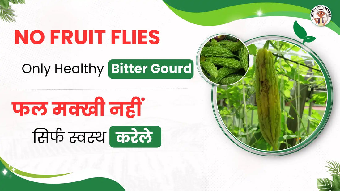 Bitter Insect Fruit Fly in Bitter Gourd? Here’s 5 Effective Solutions