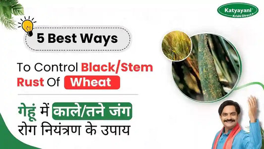 Defeating Black/Stem Rust Of Wheat