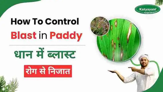 Measures to Control Blast Disease in Paddy