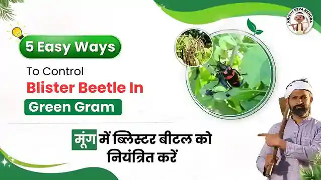 Blister Beetle in Green Gram