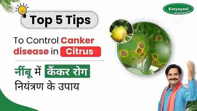 Control Measures of Citrus Canker Disease