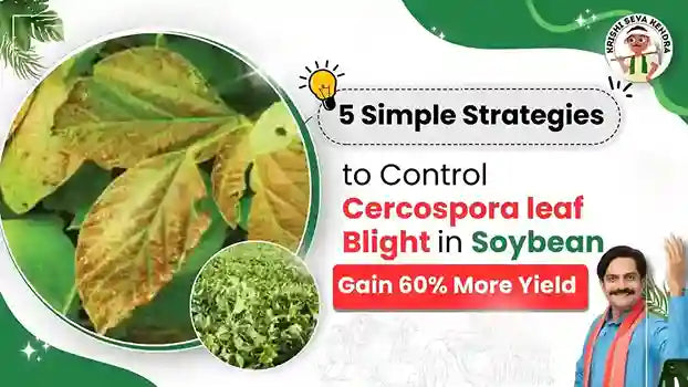Cercospora leaf Blight in soybean crop
