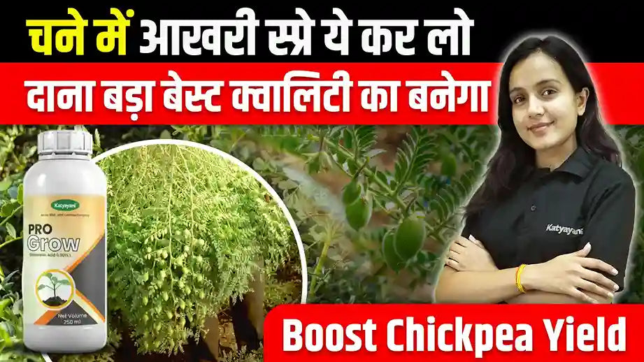 Best Practices for Better Grain Filling and Higher Yield in Chickpea Crop
