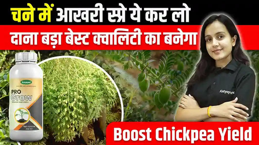 Best Practices for Better Grain Filling and Higher Yield in Chickpea Crop