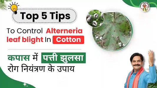 Alterneria leaf blight  in Cotton