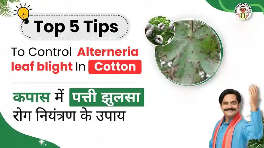Alterneria leaf blight  in Cotton