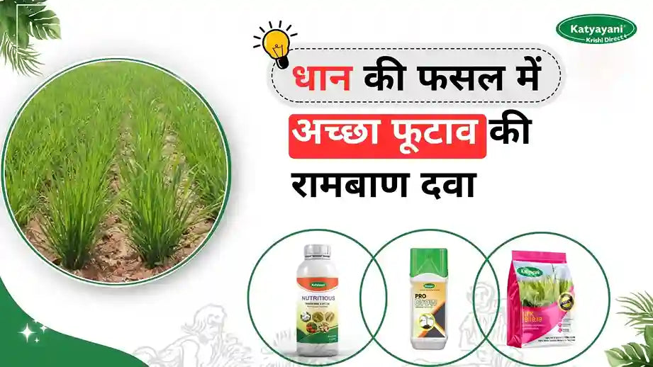 धान की फसल में अच्छा फुटाव की रामबाण दवा