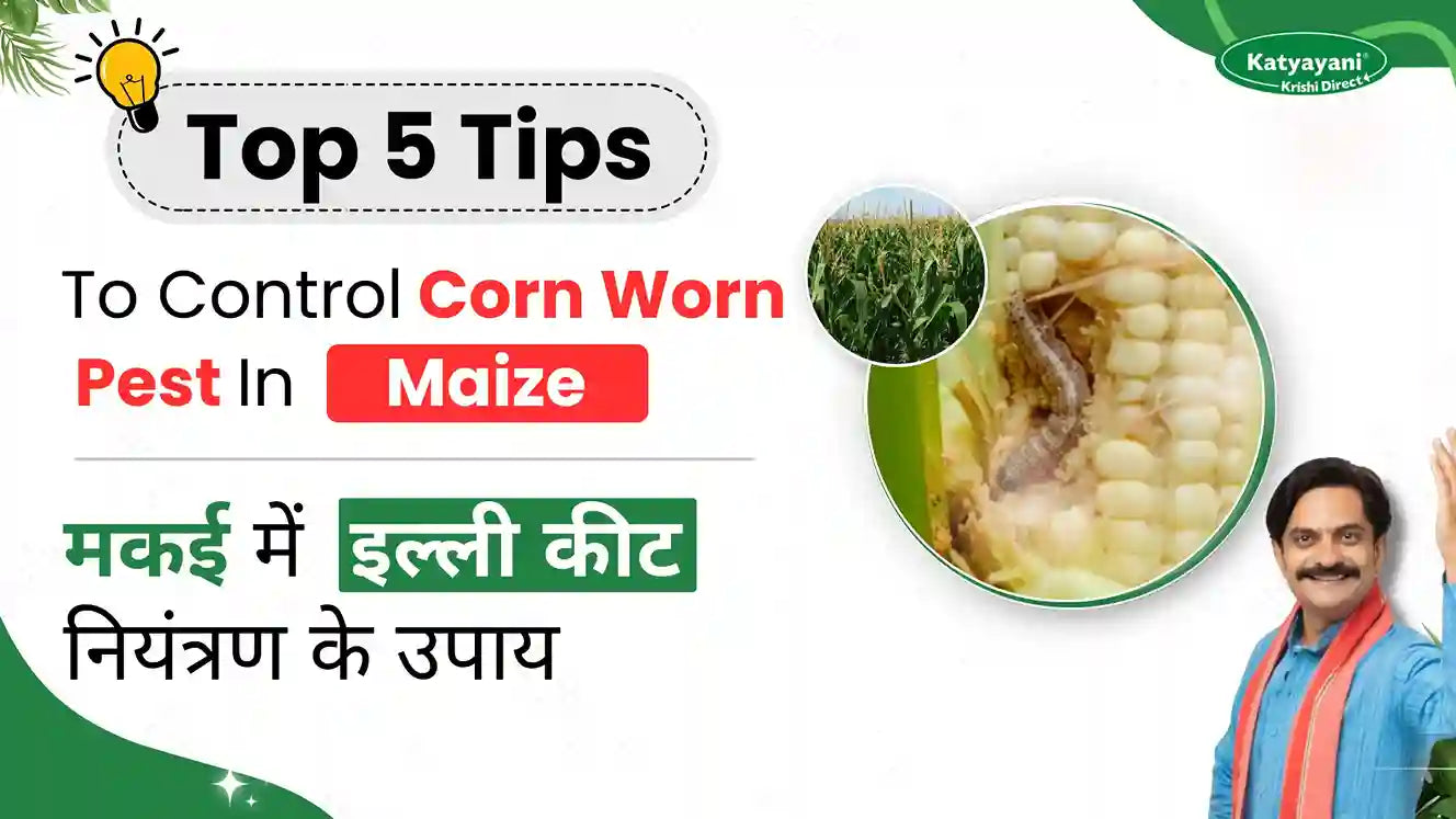 Effective Insecticide for Corn Worm in Maize | Control Tips
