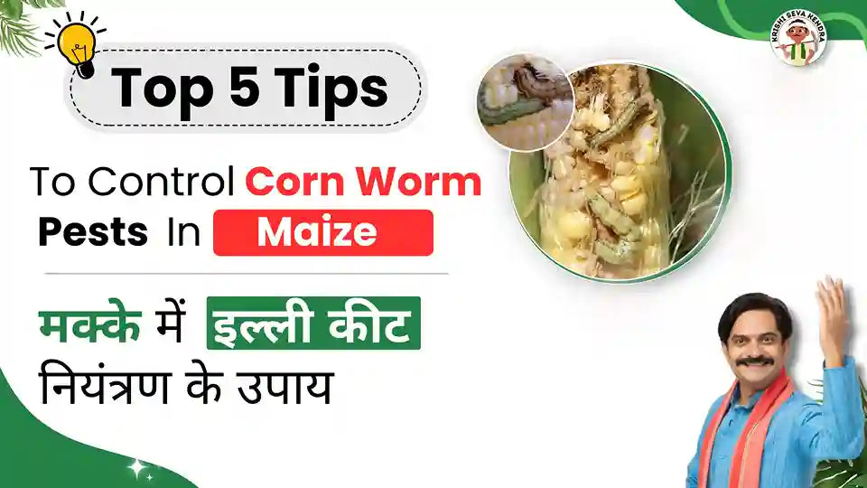 Measures to take control over Corn Worm Pest