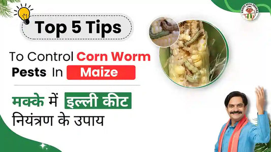 Measures to take control over Corn Worm Pest