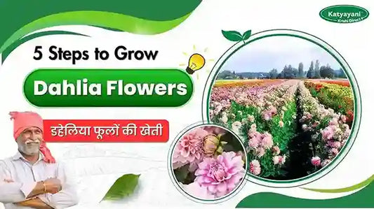 Dahlias in India: Best Season, Sowing Time, and Flowering Guide