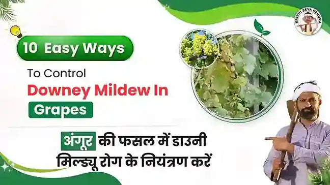 Downy Mildew Disease in Grape Crop