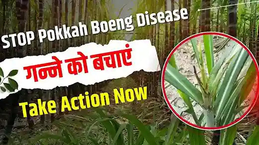 Pokkah Boeng Disease of Sugarcane: Symptoms, Causes & Treatment