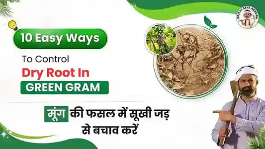 Dry Root rot in Green Gram