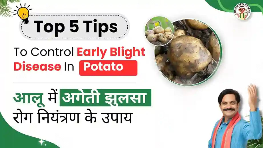 Measures-to-Control-Early-Blight-of-Potato-Crops 