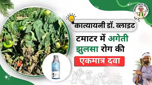 टमाटर की फसल में अगेती झुलसा रोग नियंत्रण से अधिक उपज।