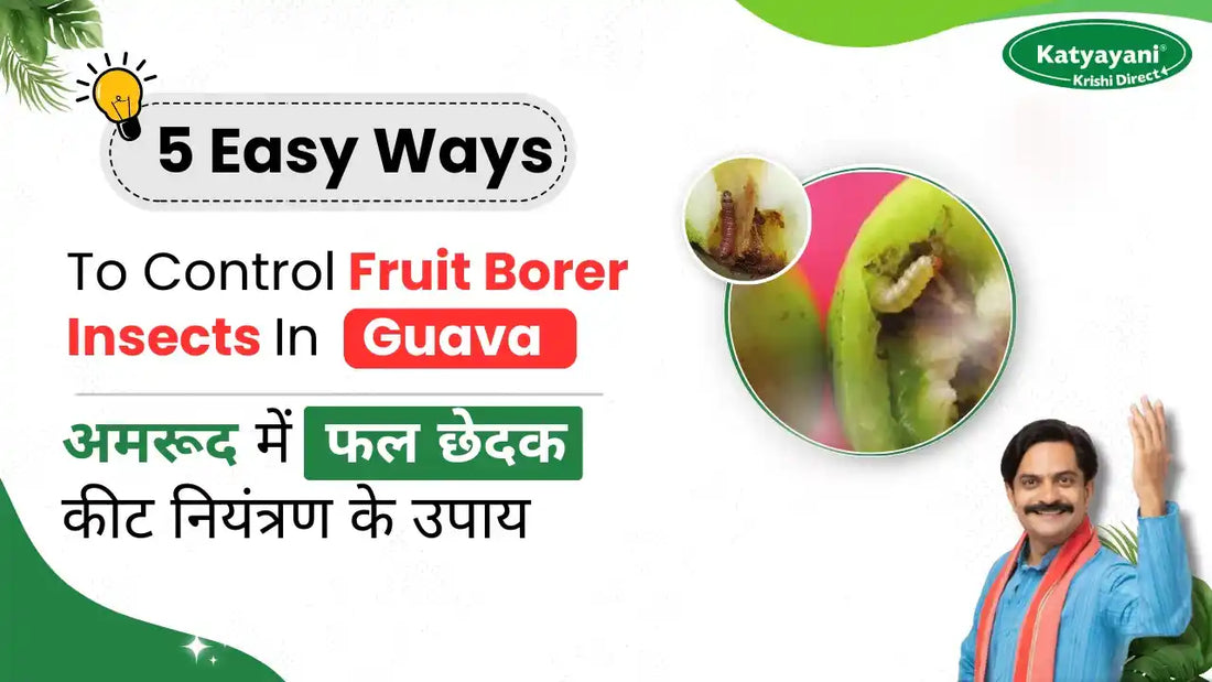 Measures to Control Fruit Borer Pest in Guava Plant