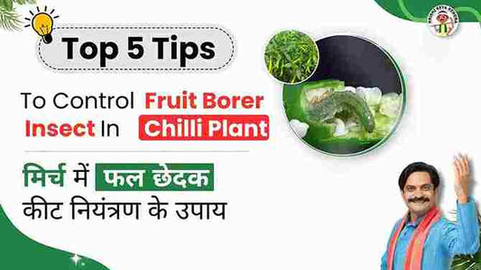 Controlling of Fruit Borer in Chilli plant