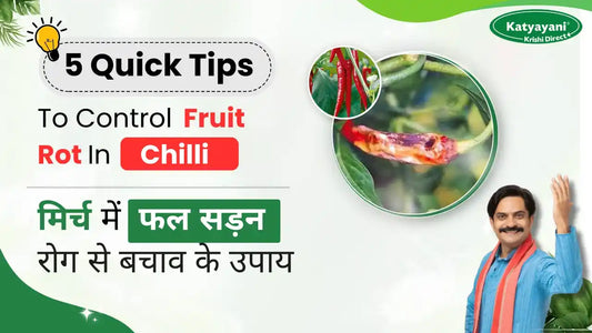 Control measures of Fruit Rot in Chilli crop