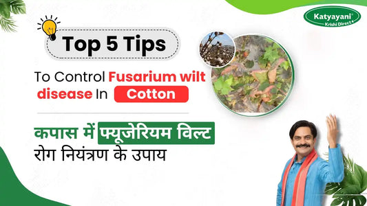 Management of Fusarium wilt Disease in Cotton Crop