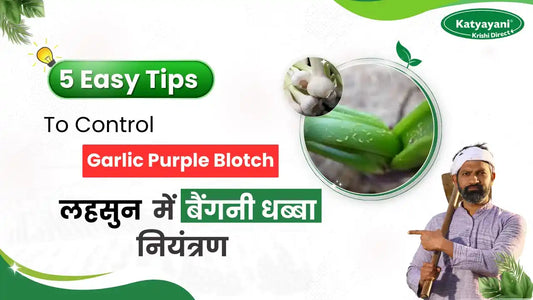 Garlic Purple Blotch - Identification and prevention