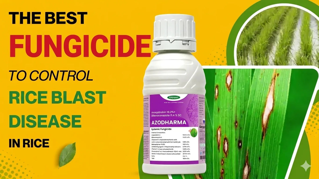 HOW AZODHARMA IS THE BEST FUNGICIDE FOR THE MANAGEMENT OF RICE BLAST