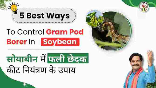Gram Pod Borer Pest in Soybean crop