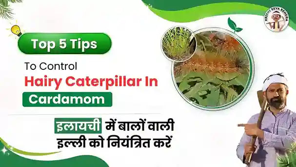 Hairy Caterpillar in Cardamom Crop