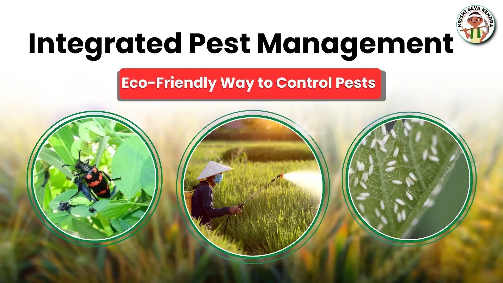 Top 5 Integrated Pest Management Tips for Every Gardener