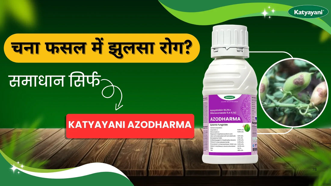 चना में झुलसा रोग से परेशान? Katyayani Azodharma है बेस्ट समाधान!