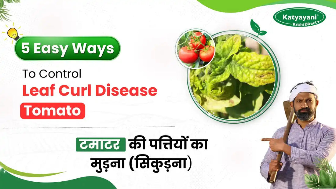 Leaf Curl Virus in Tomato: A Comprehensive Guide for Farmers
