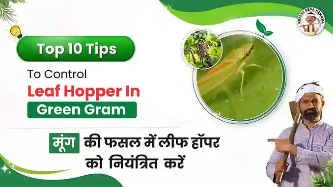 Measures to Control Cercospora Leaf Spot in Green Gram