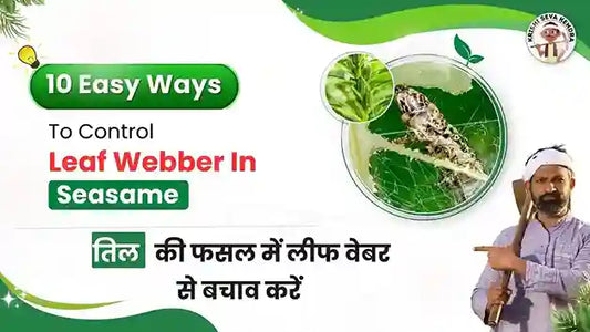 Measures to control Leaf Webber pest in Sesame crop