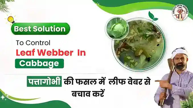 Measures to Control Leaf Webber pest in Cabbage Crop