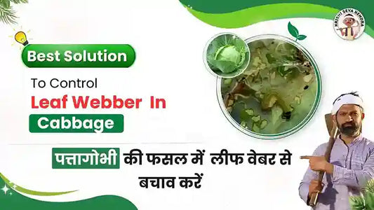 Measures to Control Leaf Webber pest in Cabbage Crop
