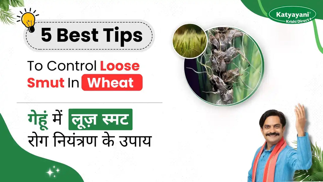 Effective Solutions for Loose Smut Disease in Wheat: A Guide for Indian Farmers