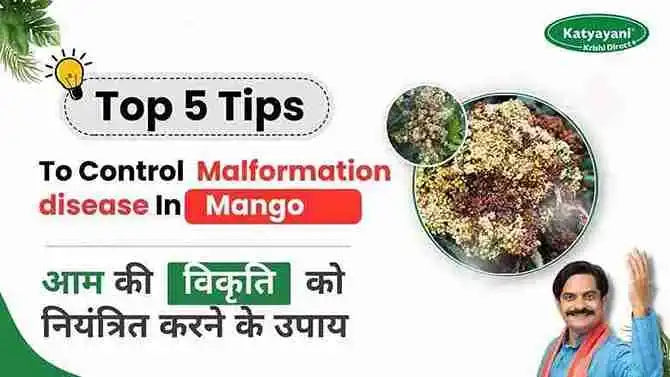Mango Malformation : Causes, Symptoms and Control Measures