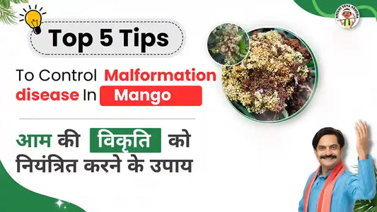 Measures-to-Control-Mango-Malformation 