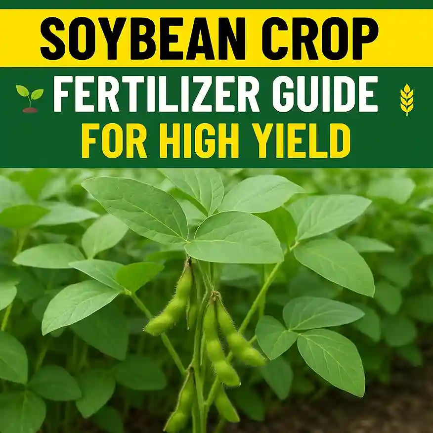 Best fertilizers for soybean crop: organic, compost, NPK, when and how to apply