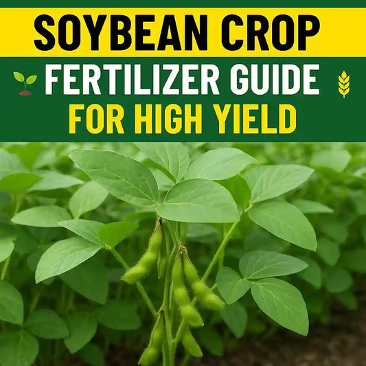 Best fertilizers for soybean crop: organic, compost, NPK, when and how to apply