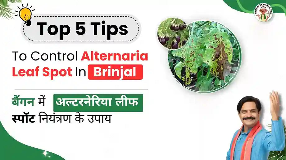 Measures to Control Alternaria Leaf Spot in Brinjal