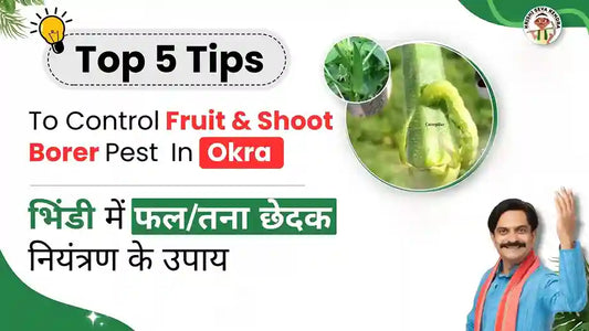  Fruit and Shoot Borer in Okra