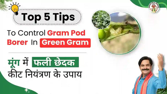 Gram Pod Borer in Green Gram